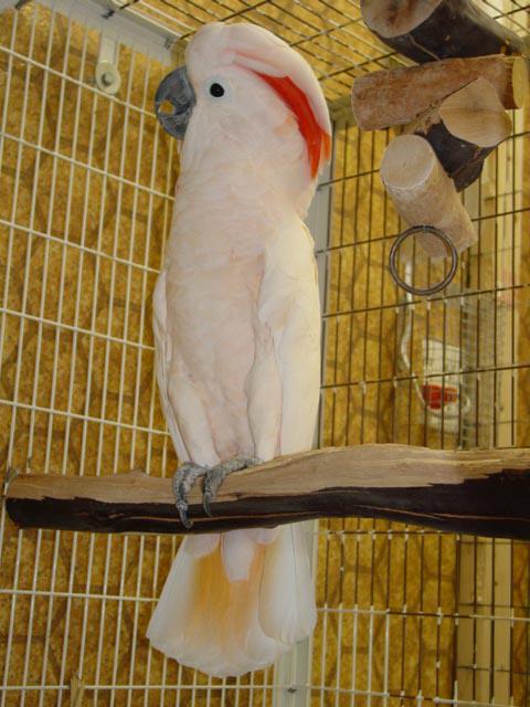 ��ɫ��ͷ����