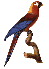 古巴红鹦鹉 古巴红鹦鹉的图片