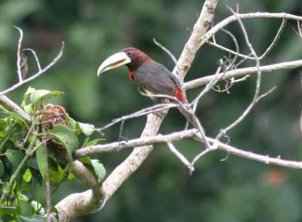 褐嘴簇舌巨嘴鸟 褐嘴簇舌巨嘴鸟的图片