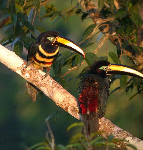 �ΰߴ���������ͼƬ