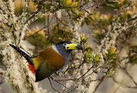 ��ɽ������