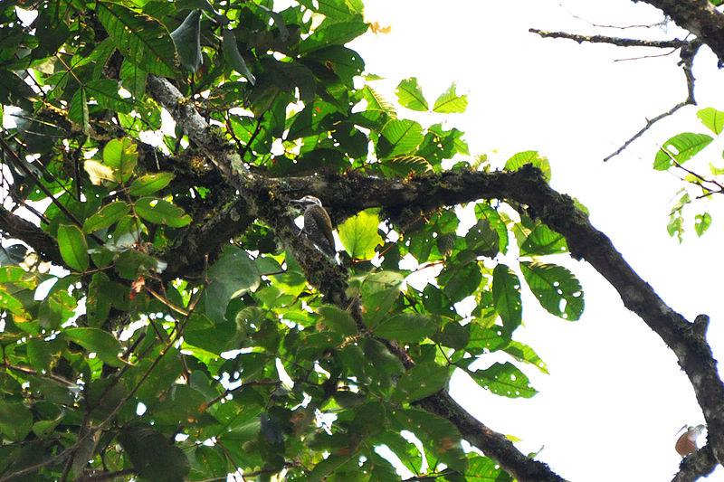 С��ľ���ͼƬ