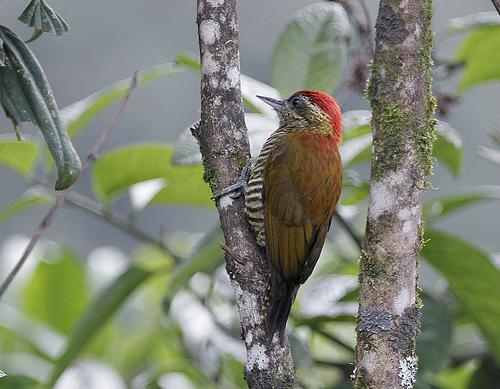 �߸���ľ��