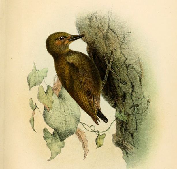 棕啄木鸟 棕啄木鸟的图片