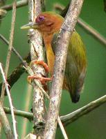 ����ľ��