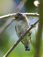 细斑姬啄木鸟 细斑姬啄木鸟的图片