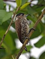 ��������ľ���ͼƬ