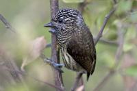 厄瓜多尔姬啄木鸟 厄瓜多尔姬啄木鸟的图片