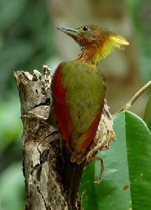 �ߺ�����ľ��