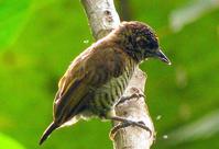 ���Ｇ��ľ���ͼƬ