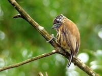 ��ɫ����ľ���ͼƬ