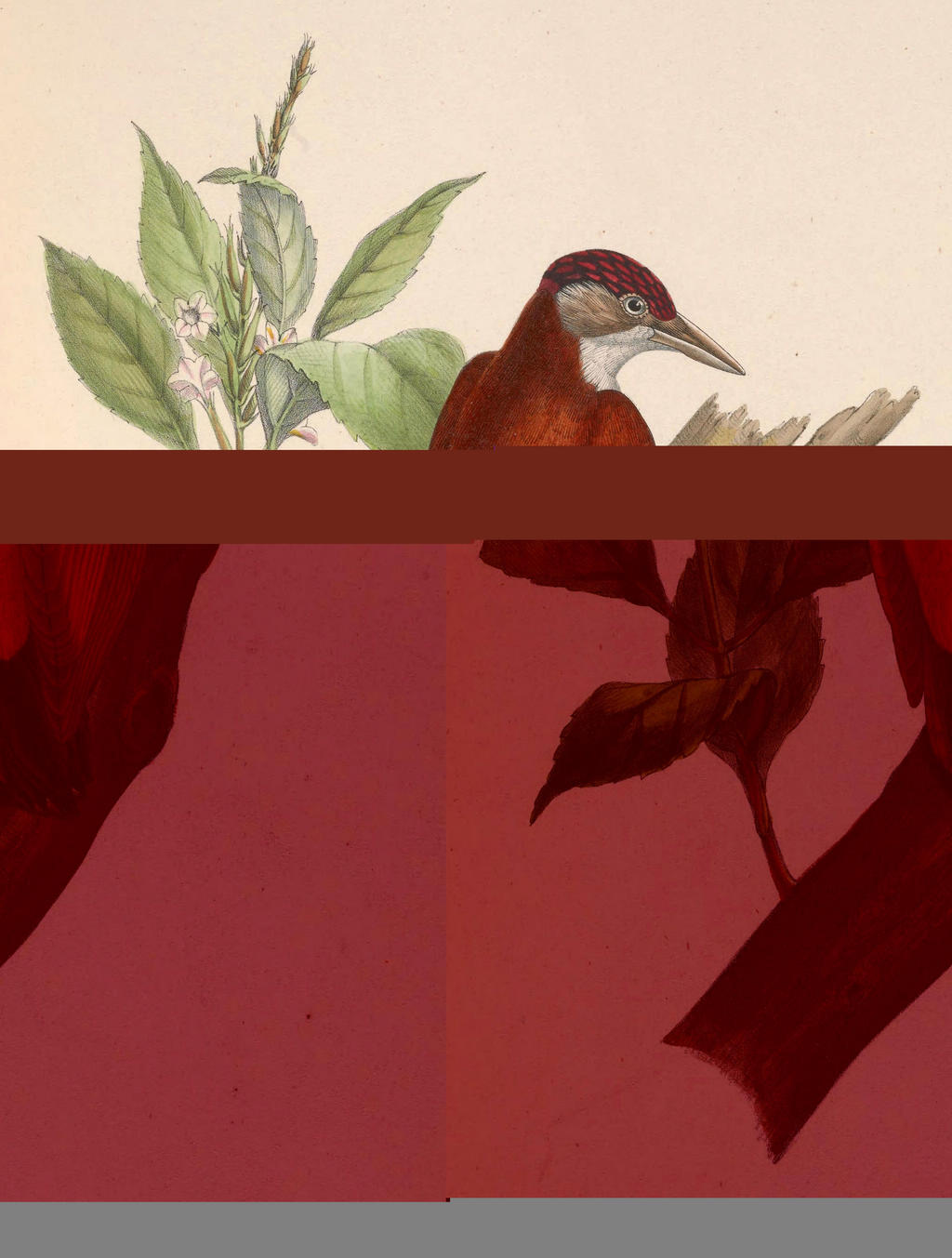 朱背啄木鸟 朱背啄木鸟的图片