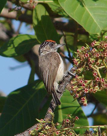 ��ɫ����ľ���ͼƬ