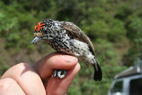 �۰߼���ľ��