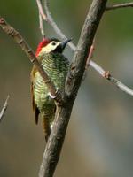 ��ԭ��ľ��