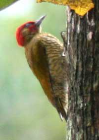 �س���ľ��