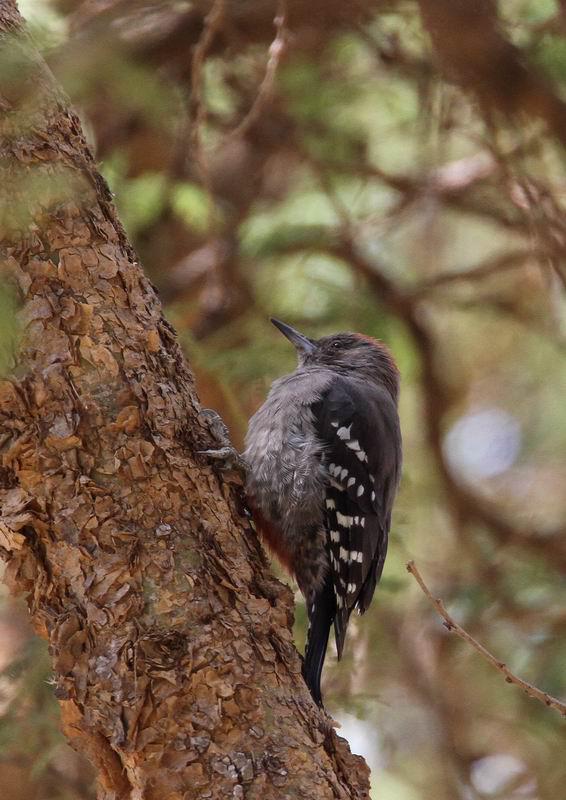 阿拉伯啄木鸟 阿拉伯啄木鸟的图片