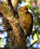 ��ü��ľ���ͼƬ