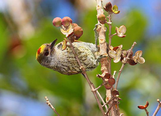 ��������ľ��