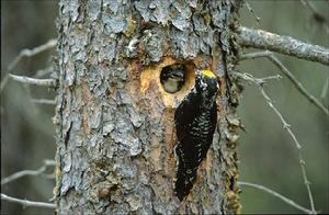 �ڱ���ľ��