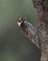 �ְ���ľ���ͼƬ