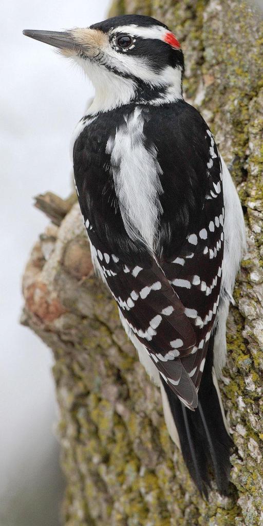 ������ľ���ͼƬ