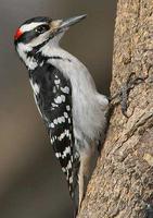 ������ľ��