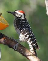 �Ʊ���ľ��