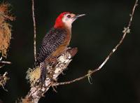 �������ľ��