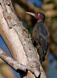 ����ľ���ͼƬ