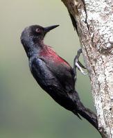 �ϵ���ľ��