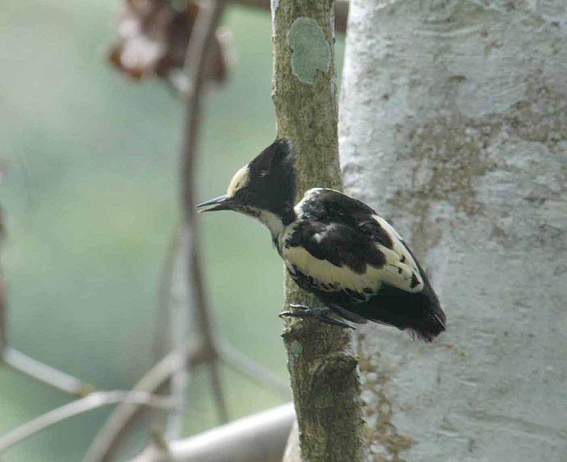 黑冠啄木鸟 黑冠啄木鸟的图片