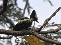 �ڹ���ľ��