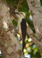 ����ľ��