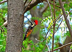 С����ľ���ͼƬ