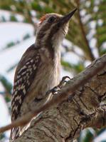 �ֱ���ľ���ͼƬ