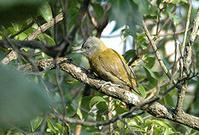 ���޻���ľ��