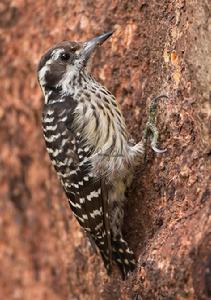 ���ɱ���ľ���ͼƬ