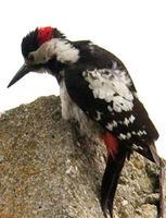 ��������ľ��