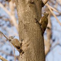 小灰啄木鸟 小灰啄木鸟的图片