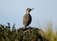 ����˹�˳���