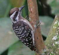 ������ľ��