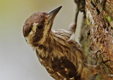 ������ľ��