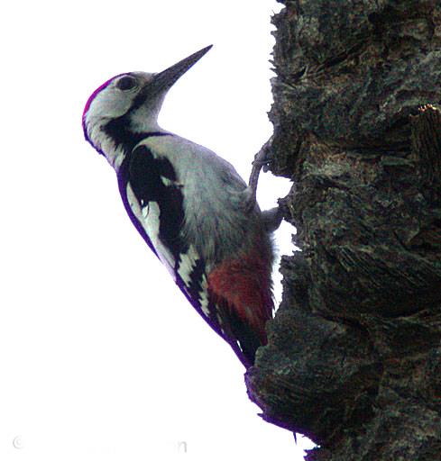 �ŵ���ľ���ͼƬ