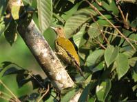 小绿啄木鸟 小绿啄木鸟的图片