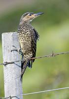 �����˳���