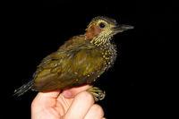 褐耳啄木鸟 褐耳啄木鸟的图片