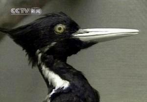 ��������ľ��