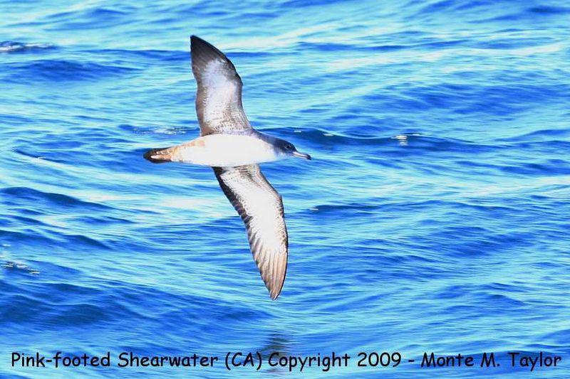 粉脚鹱 粉脚鹱的图片