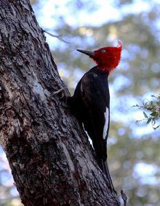 ����͢��ľ��